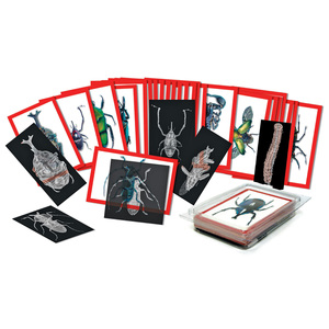 Roylco Insect X-rays and Picture Cards, 36/pkg