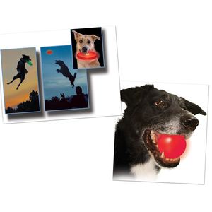 Man's Best Friend Package - Dog Discuit and Glowstreak Ball