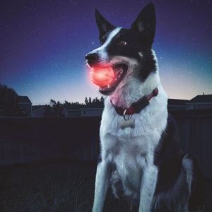 Pooch Package - Set of Two Glowstreak Balls