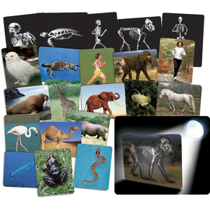 Roylco What’s Inside Animals Card Set